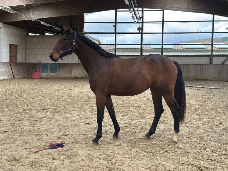 Cheval de selle allemand Jument 2 Ans 165 cm Bai in Immenhausen