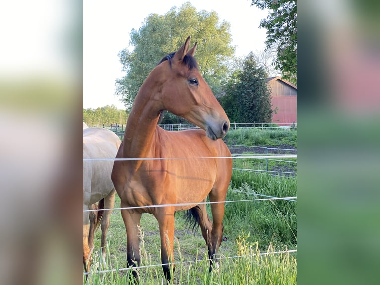 Cheval de selle allemand Jument 2 Ans 170 cm Bai in Ihlienworth