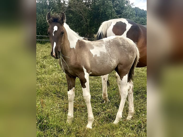 Cheval de selle allemand Jument 2 Ans 170 cm Pinto in Weiskirchen