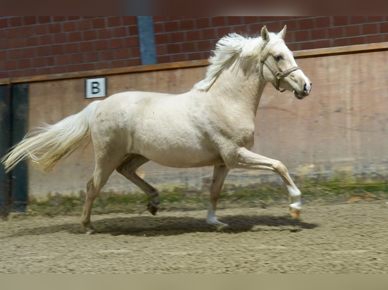 Cheval de selle allemand Jument 3 Ans 146 cm Palomino in Paderborn