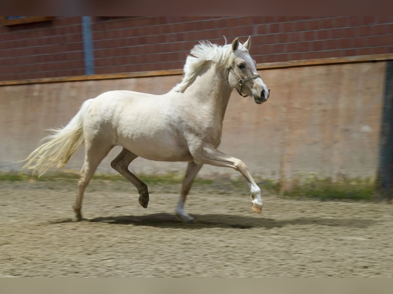 Cheval de selle allemand Jument 3 Ans 146 cm Palomino in Paderborn