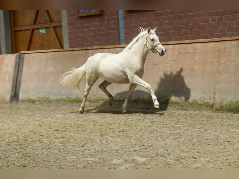 Cheval de selle allemand Jument 3 Ans 146 cm Palomino in Paderborn