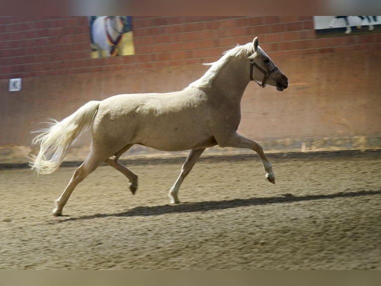 Cheval de selle allemand Jument 3 Ans 146 cm Palomino in Paderborn