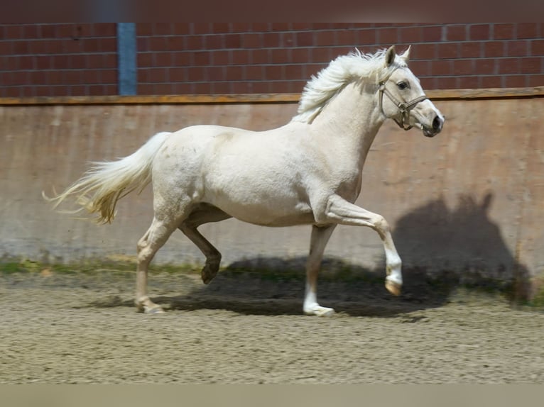 Cheval de selle allemand Jument 3 Ans 146 cm Palomino in Paderborn