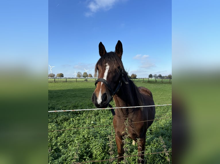 Cheval de selle allemand Jument 3 Ans 152 cm Pinto in Kalkar