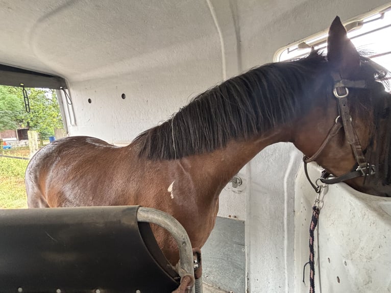 Cheval de selle allemand Jument 3 Ans 152 cm Pinto in Kalkar