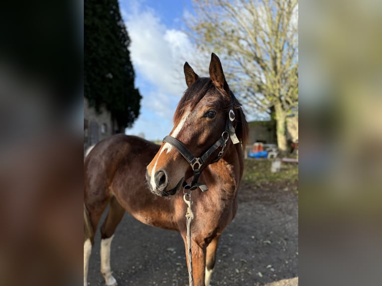 Cheval de selle allemand Jument 3 Ans 152 cm Pinto in Kalkar