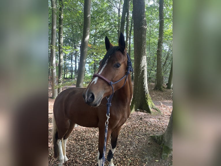Cheval de selle allemand Jument 3 Ans 153 cm Tobiano-toutes couleurs in Kalkar