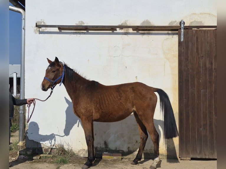 Cheval de selle allemand Croisé Jument 3 Ans 155 cm Bai in Colditz