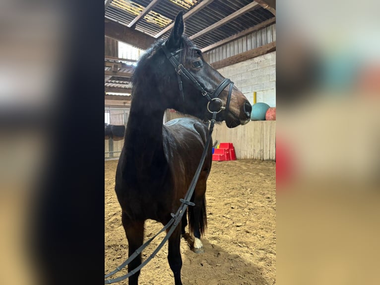 Cheval de selle allemand Jument 3 Ans 155 cm Bai in Nidderau