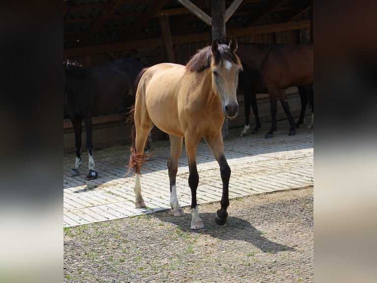 Cheval de selle allemand Jument 3 Ans 162 cm Buckskin in Bergland