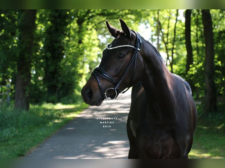 Cheval de selle allemand Jument 3 Ans 163 cm Bai in Recke, bei Osnabr&#xFC;ck
