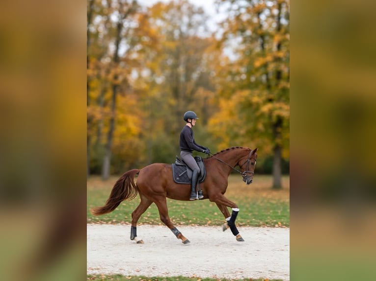 Cheval de selle allemand Jument 3 Ans 165 cm Alezan in Jaidhof