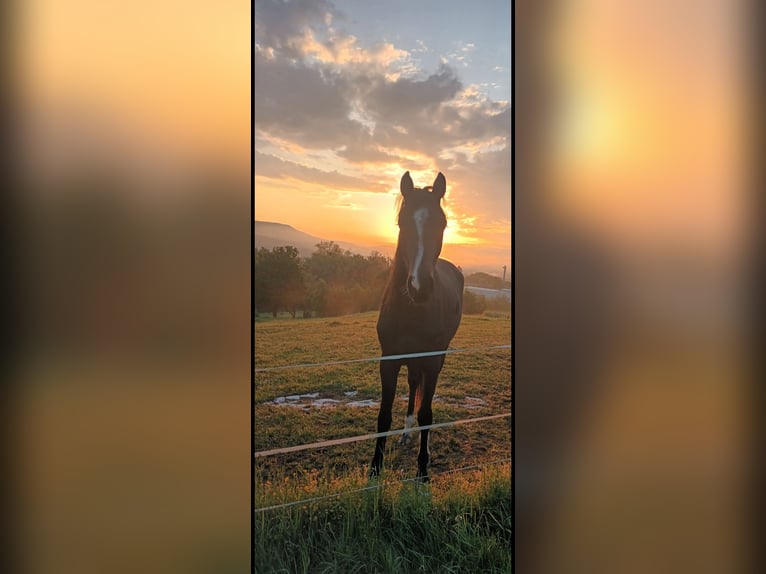 Cheval de selle allemand Jument 3 Ans 168 cm Bai brun in Eschwege