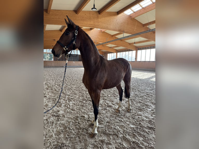 Cheval de selle allemand Jument 3 Ans 168 cm Bai in Schwäbisch Gmünd