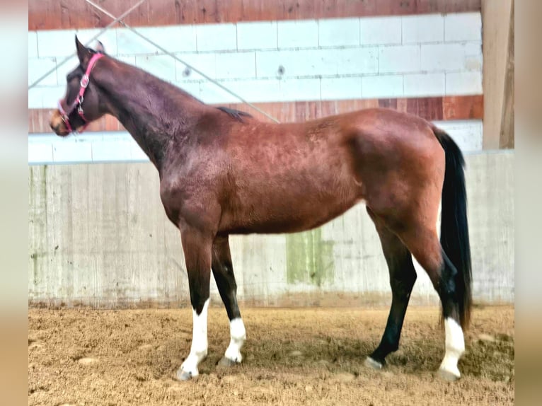 Cheval de selle allemand Jument 3 Ans 170 cm Bai in Gevelsberg