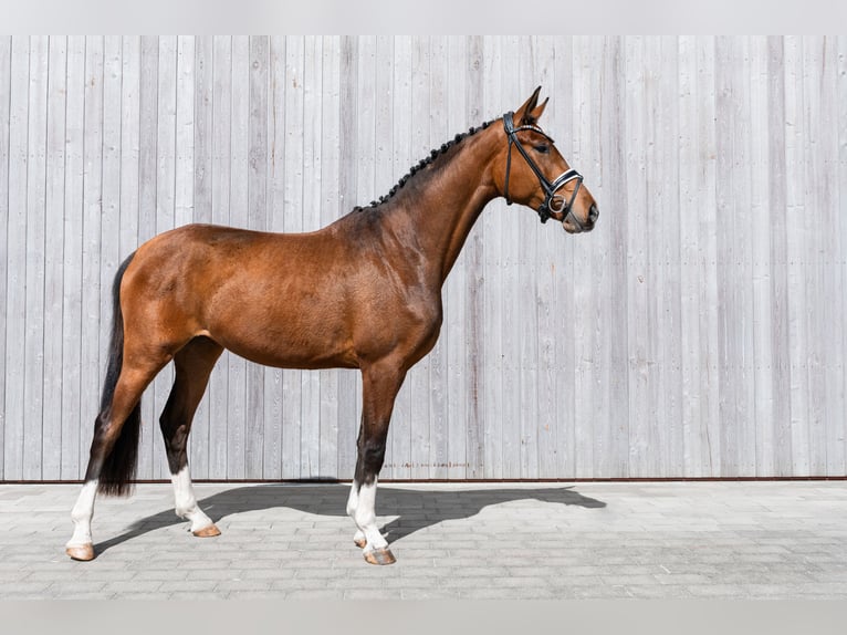 Cheval de selle allemand Jument 3 Ans 170 cm Bai in Schwäbisch Gmünd