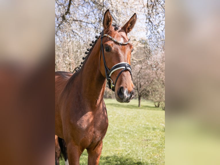 Cheval de selle allemand Jument 3 Ans 170 cm Bai in Schwäbisch Gmünd