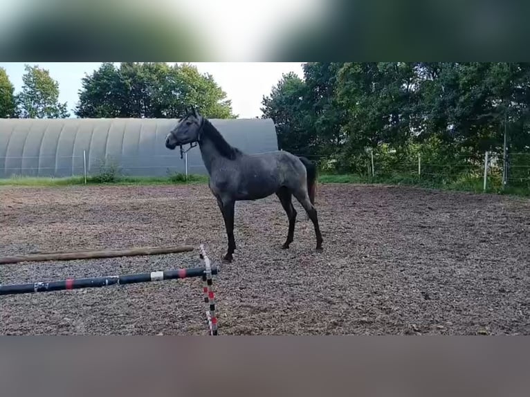 Cheval de selle allemand Jument 3 Ans 170 cm Gris in Allersberg