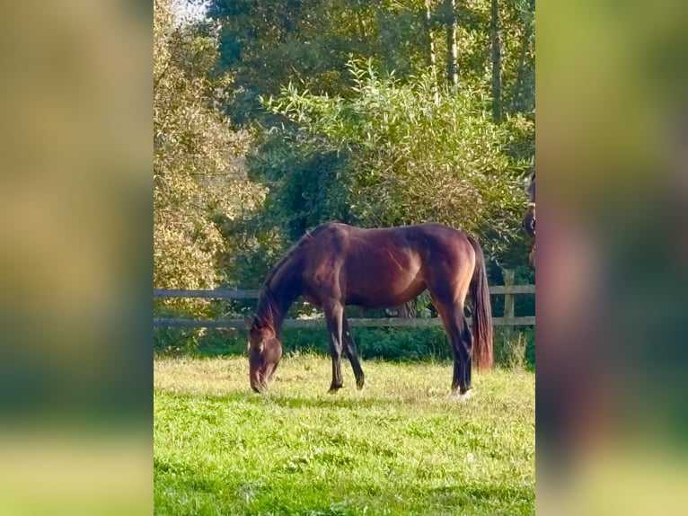 Cheval de selle allemand Jument 3 Ans Bai brun in Bad Griesbach im Rottal