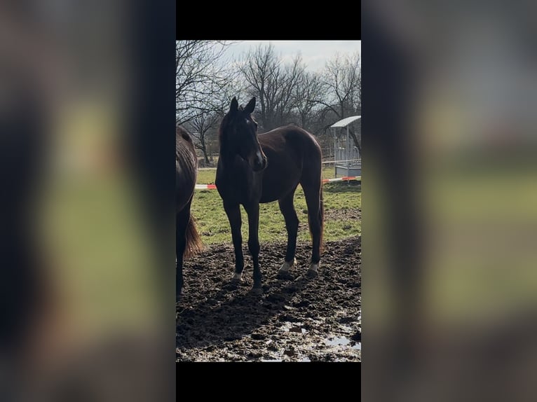 Cheval de selle allemand Jument 3 Ans Bai brun in Bad Griesbach im Rottal