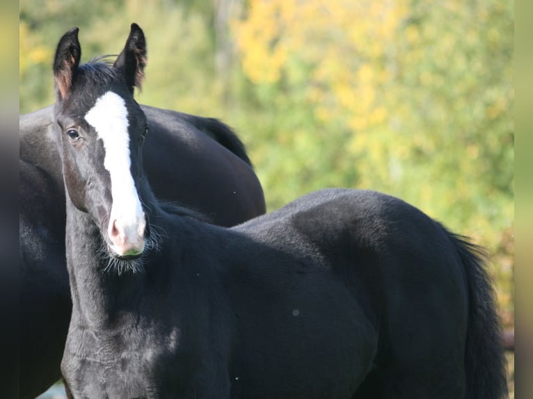 Cheval de selle allemand Jument 3 Ans Noir in Erwitte