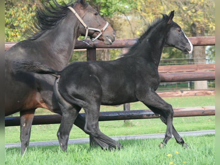 Cheval de selle allemand Jument 3 Ans Noir in Erwitte