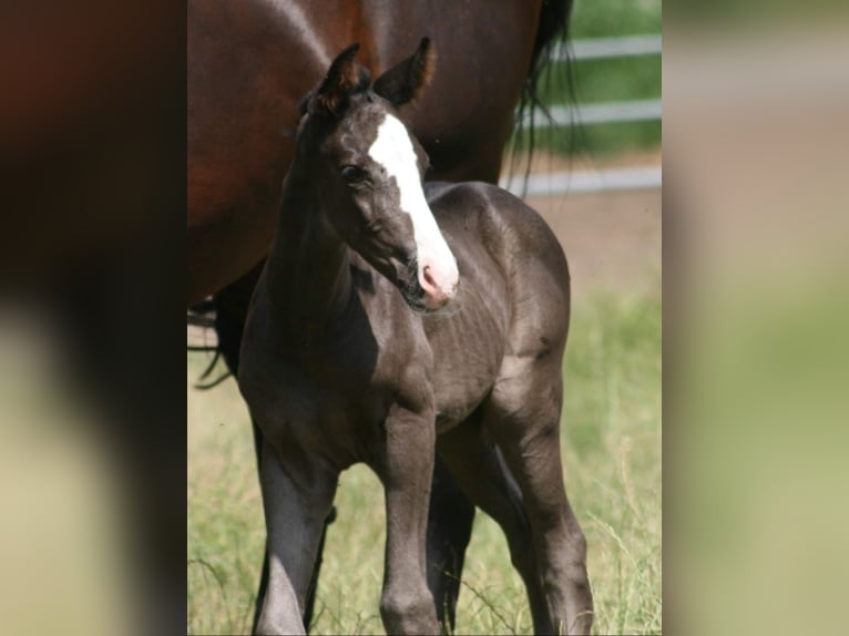 Cheval de selle allemand Jument 3 Ans Noir in Erwitte