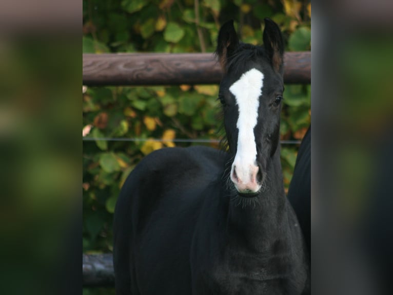 Cheval de selle allemand Jument 3 Ans Noir in Erwitte