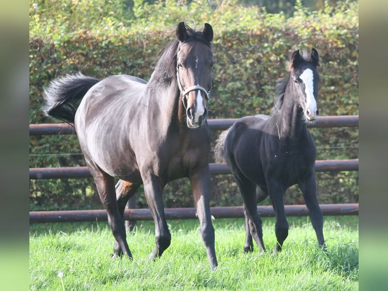 Cheval de selle allemand Jument 3 Ans Noir in Erwitte