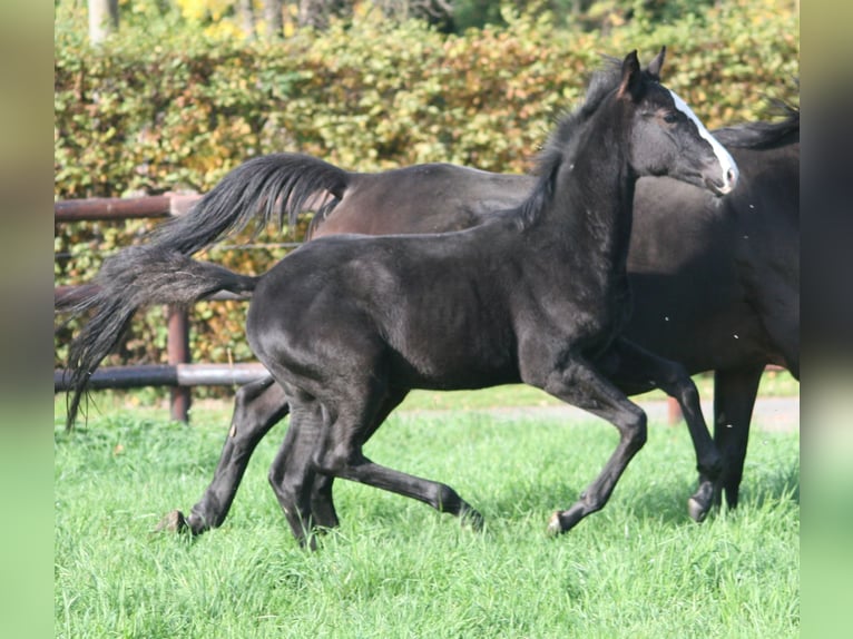 Cheval de selle allemand Jument 3 Ans Noir in Erwitte