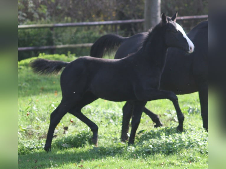 Cheval de selle allemand Jument 3 Ans Noir in Erwitte