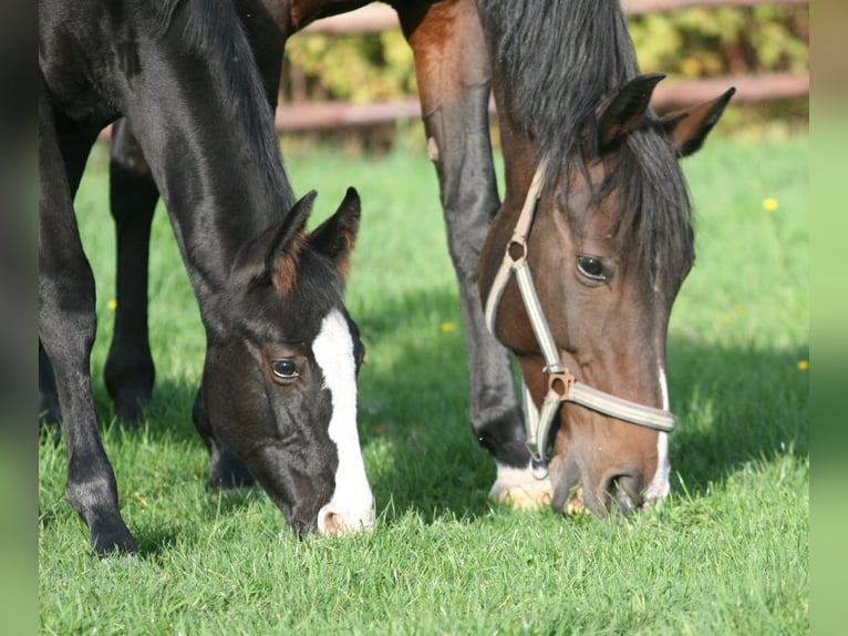 Cheval de selle allemand Jument 3 Ans Noir in Erwitte