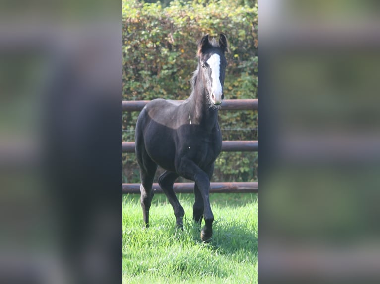 Cheval de selle allemand Jument 3 Ans Noir in Erwitte