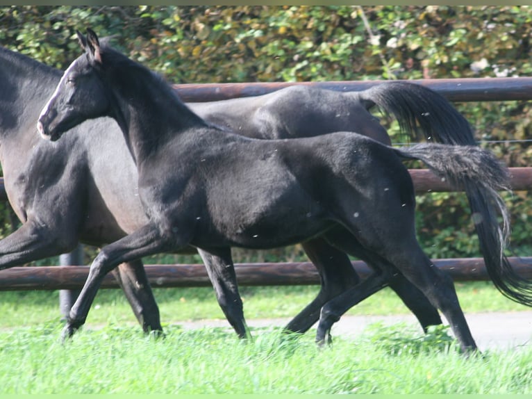 Cheval de selle allemand Jument 3 Ans Noir in Erwitte