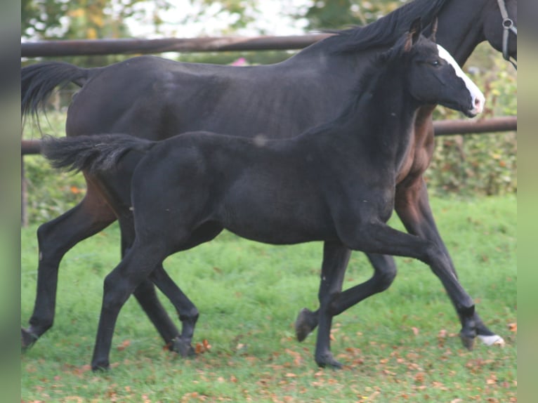 Cheval de selle allemand Jument 3 Ans Noir in Erwitte