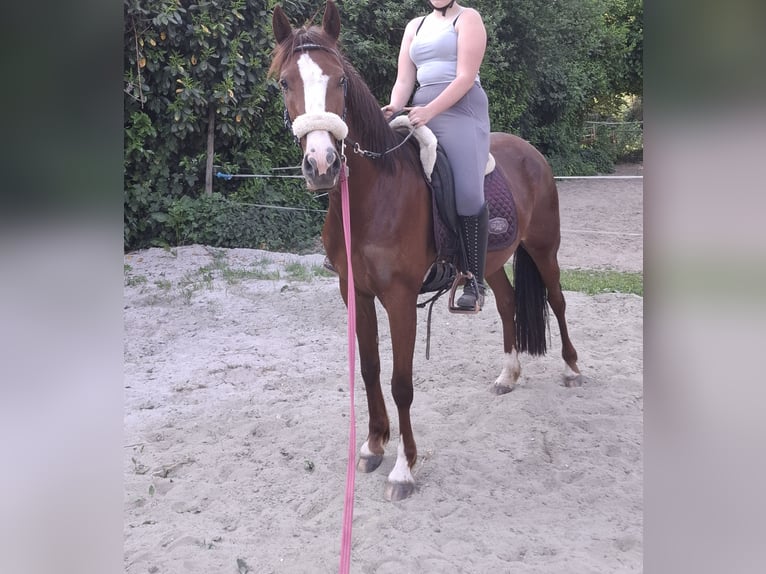 Cheval de selle allemand Jument 4 Ans 150 cm Alezan brûlé in Goch