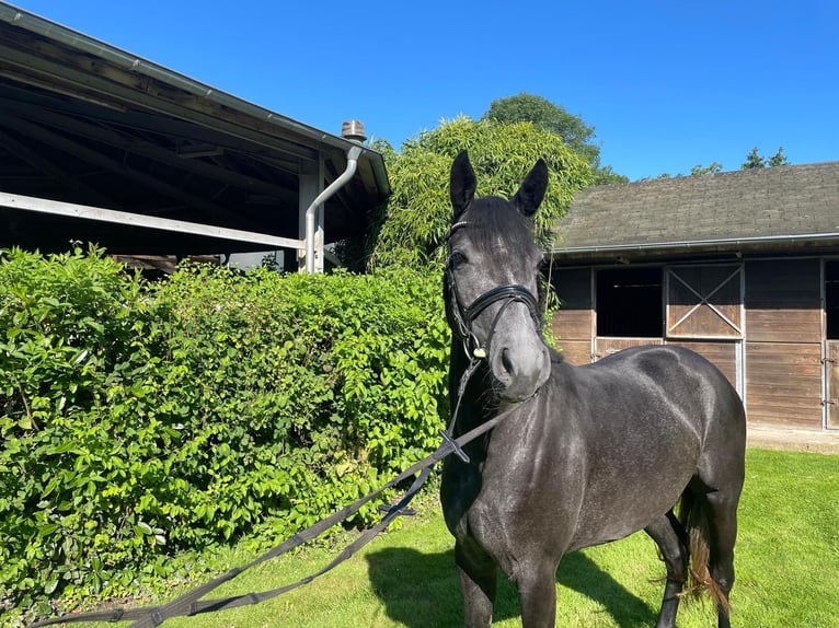 Cheval de selle allemand Jument 4 Ans 150 cm Gris pommelé in Grevenbroich