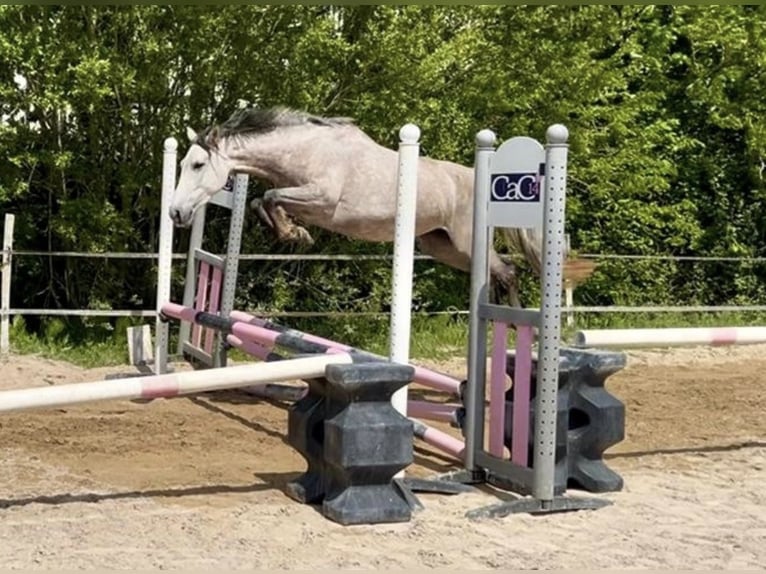 Cheval de selle allemand Croisé Jument 4 Ans 151 cm Rouan Bleu in Cabourg