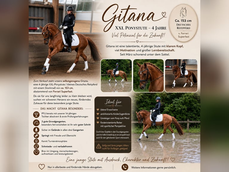 Cheval de selle allemand Jument 4 Ans 152 cm Alezan in Waldbröl