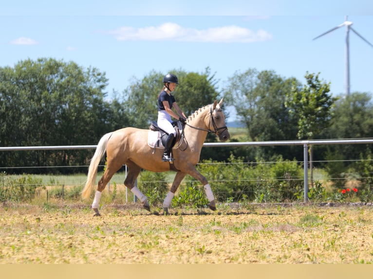 Cheval de selle allemand Jument 4 Ans 155 cm Palomino in Schauenburg