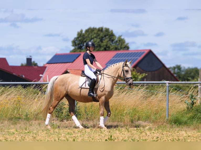 Cheval de selle allemand Jument 4 Ans 155 cm Palomino in Schauenburg