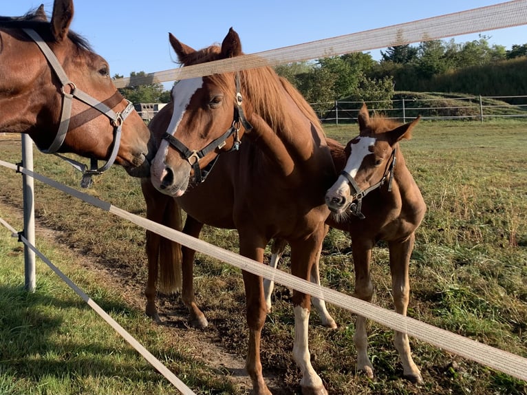 Cheval de selle allemand Jument 4 Ans 160 cm Alezan in Walldorf