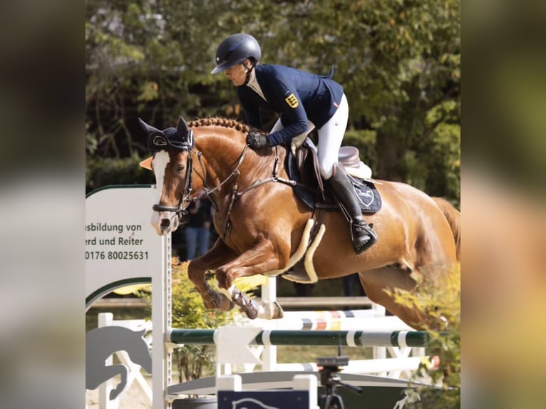 Cheval de selle allemand Jument 4 Ans 160 cm Alezan in Walldorf