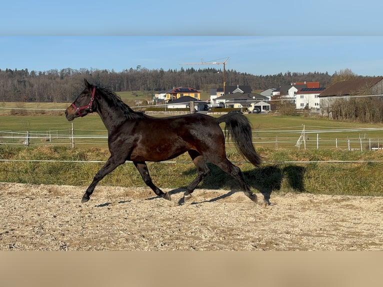 Cheval de selle allemand Jument 4 Ans 160 cm Bai brun in Crailsheim