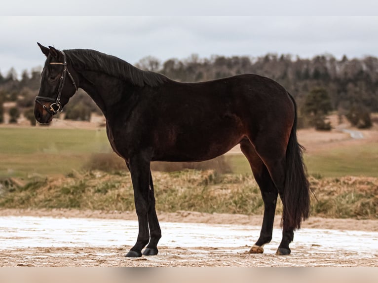 Cheval de selle allemand Jument 4 Ans 160 cm Bai brun in Crailsheim