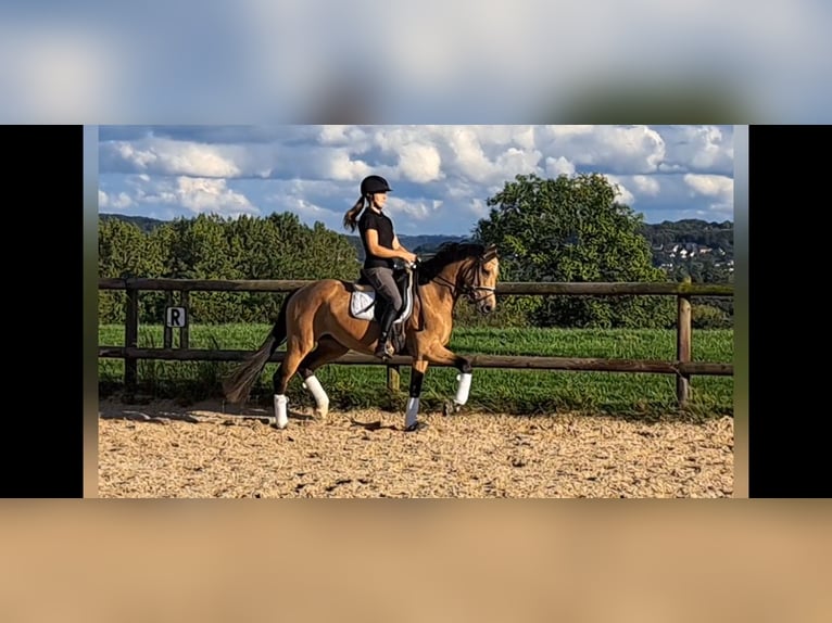 Cheval de selle allemand Jument 4 Ans 160 cm Buckskin in Sprockhövel