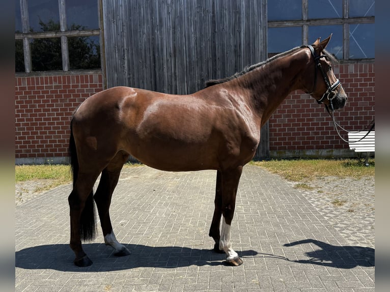 Cheval de selle allemand Jument 4 Ans 163 cm Alezan brûlé in Emsdetten