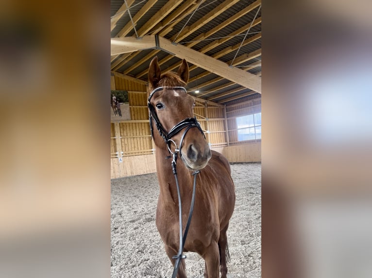 Cheval de selle allemand Jument 4 Ans 164 cm Alezan in Meinerzhagen