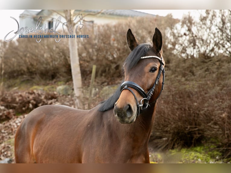 Cheval de selle allemand Jument 4 Ans 164 cm Bai in Grundsheim